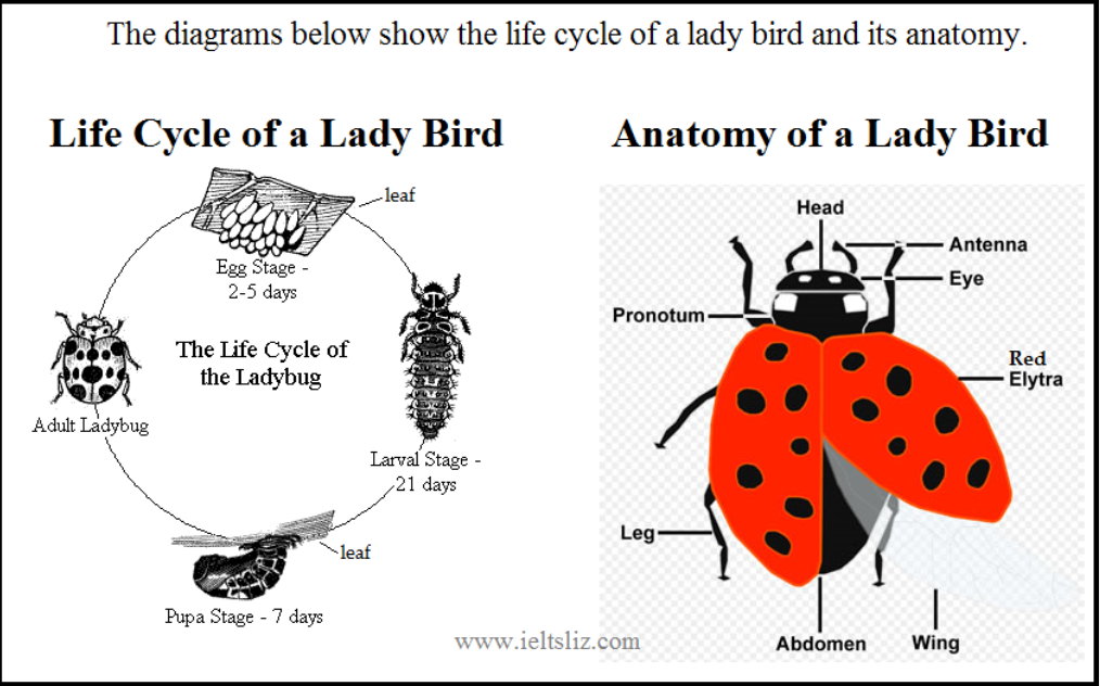 The life cycle of ladybird and its anatomy 题图